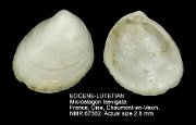 EOCENE-LUTETIAN Microstagon laevigata